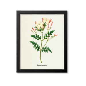 Spanish jasmine Flower Art Print
