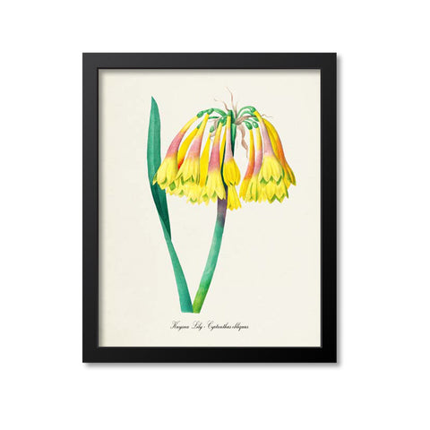 Knysna Lily Flower Art Print