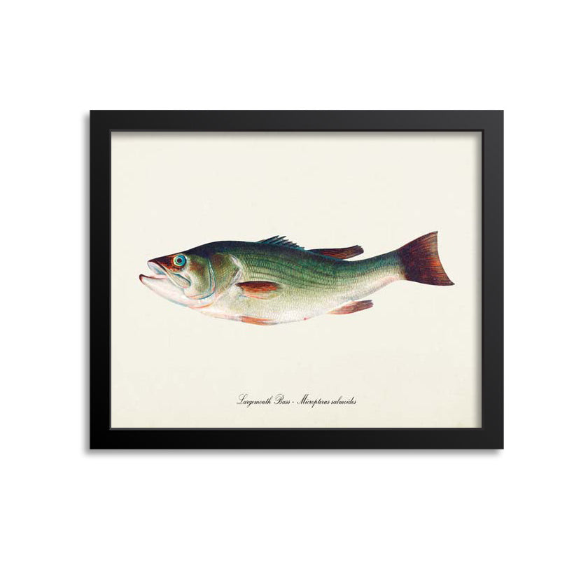 Largemouth Bass Art Print