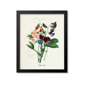 Sweet Pea Flower Art Print