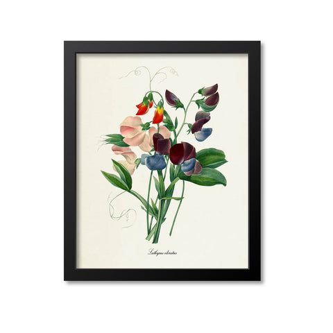 Sweet Pea Flower Art Print