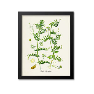Lentils Botanical Print