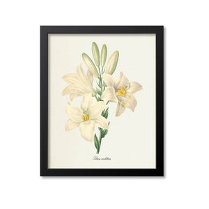 Madonna Lily Flower Art Print
