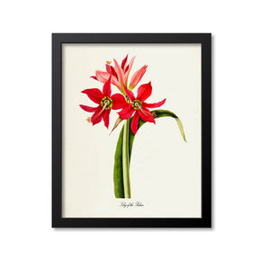 Lily of the Palace Flower Art Print