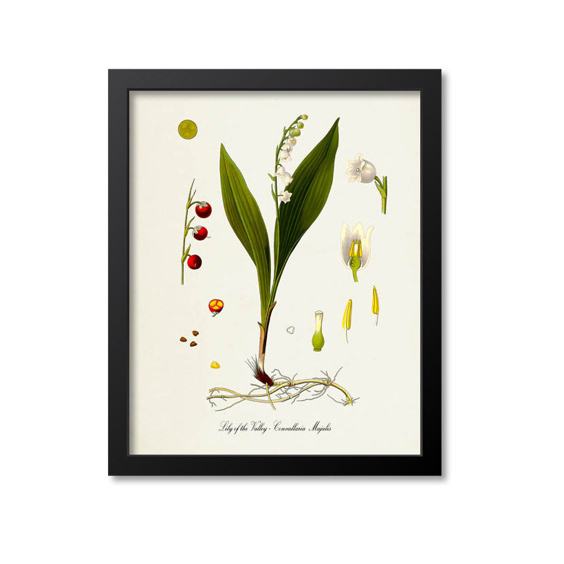 Lily of the Valley Botanical Print