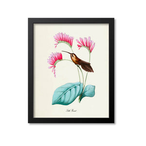 Little Hermit Hummingbird Print