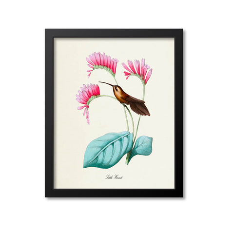 Little Hermit Hummingbird Print