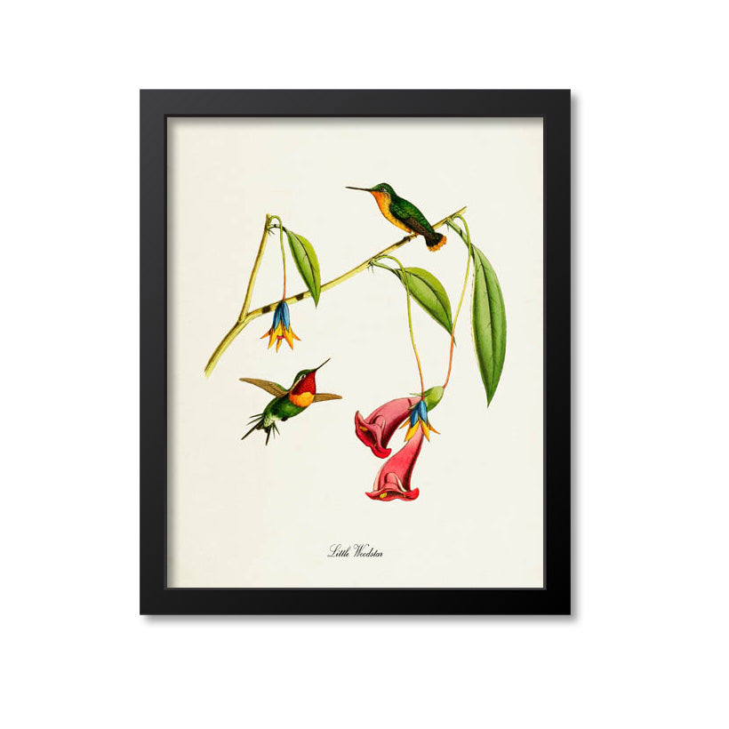 Little Woodstar Hummingbird Print