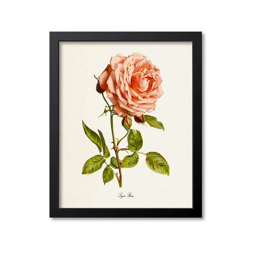 Lyon Rose Flower Art Print
