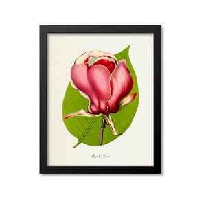 Magnolia Lennei Flower Art Print