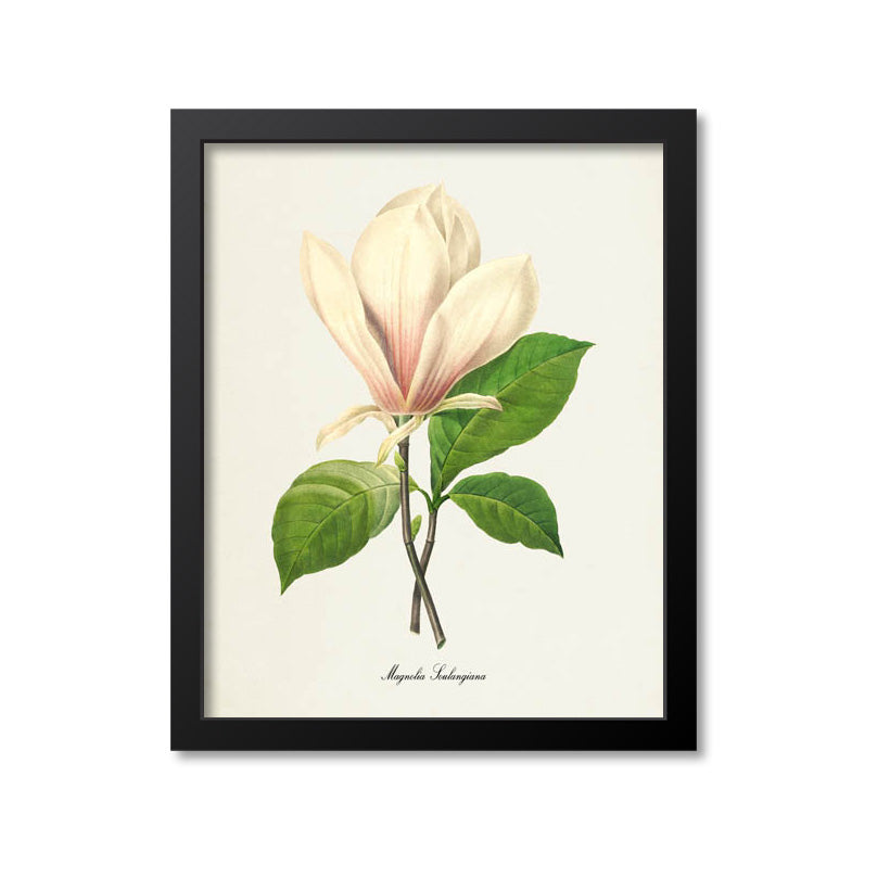 Magnolia Flower Art Print