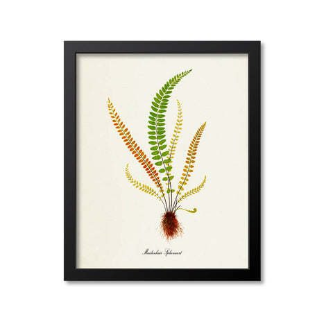 Maidenhair Spleenwort Fern Art Print