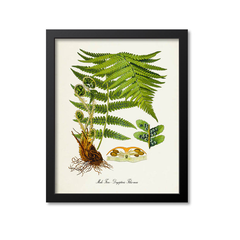 Male Fern Botanical Print