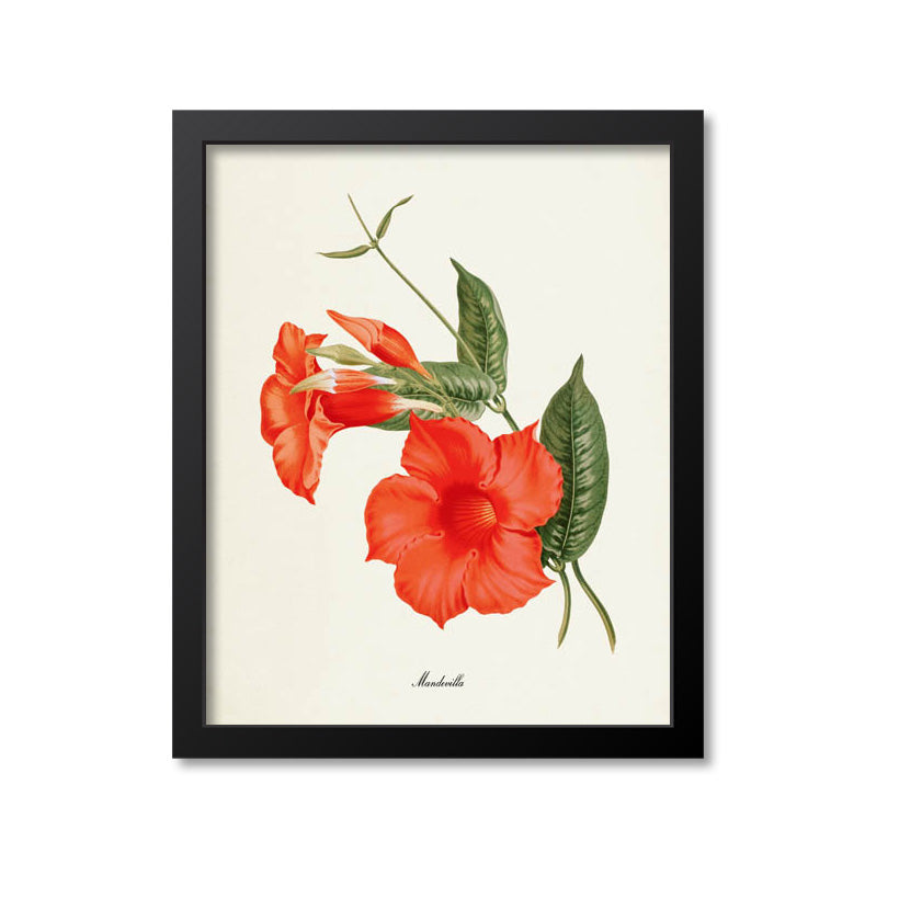 Mandevilla Flower Art Print, Red