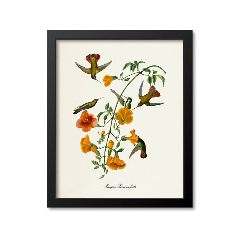 Mangrove Hummingbird Print