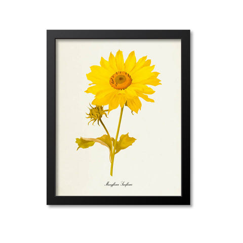 Manyflower Sunflower Flower Art Print