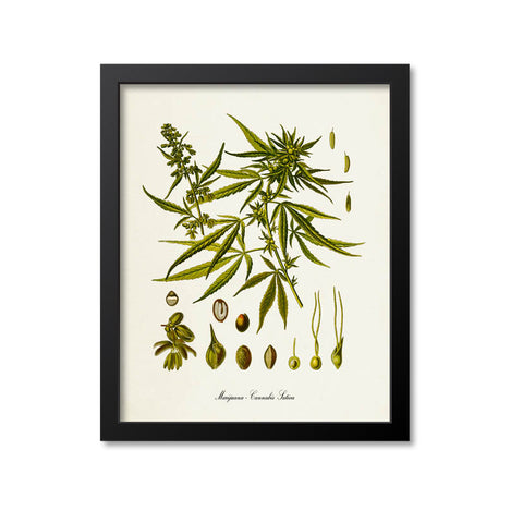 Marijuana Botanical Print