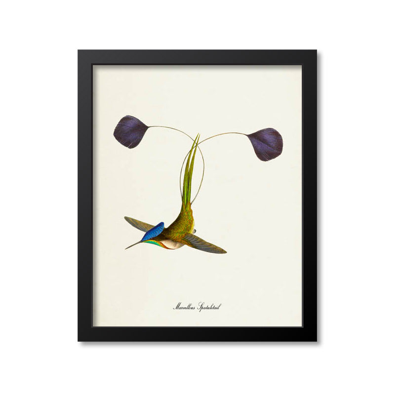 Marvellous Spatuletail Hummingbird Print