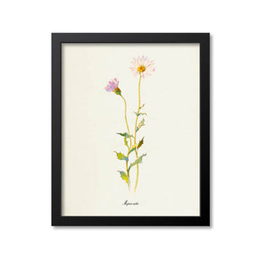 Mojave-aster Flower Art Print