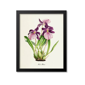 Morel's Miltonia Orchid Flower Art Print