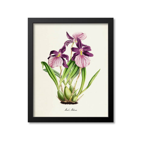 Morel's Miltonia Orchid Flower Art Print