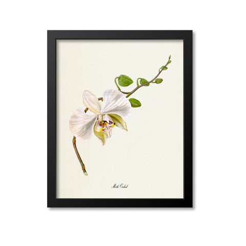 Moth Orchid Flower Art Print