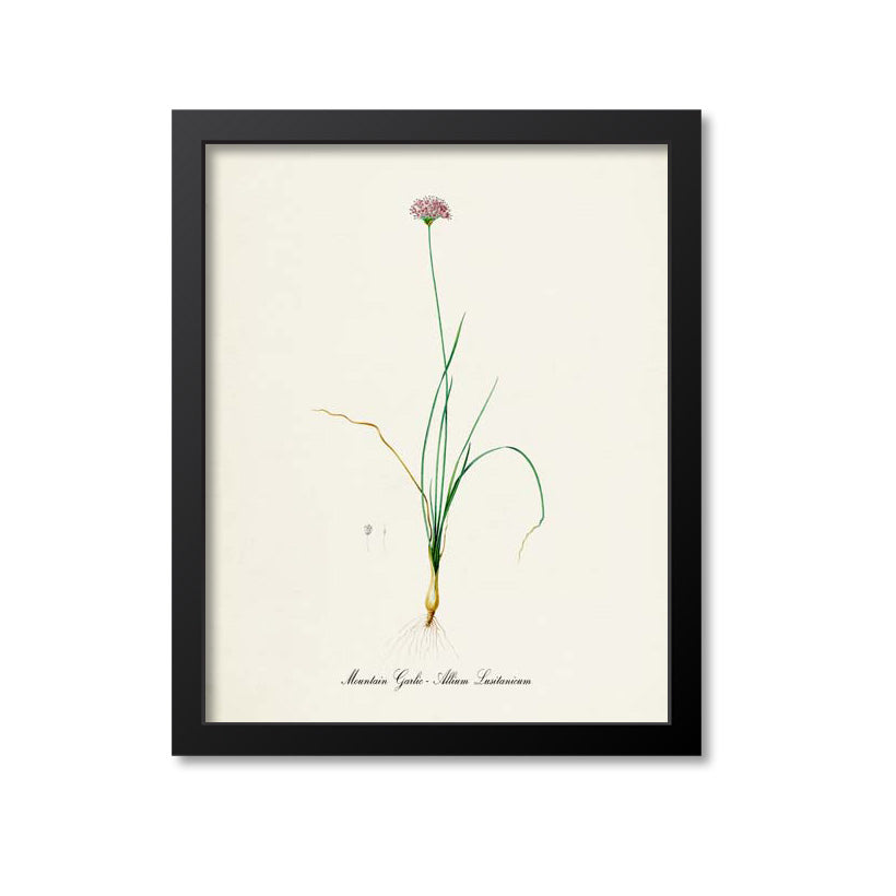 Mountain Garlic Botanical Print