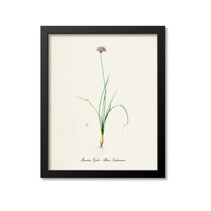 Mountain Garlic Botanical Print