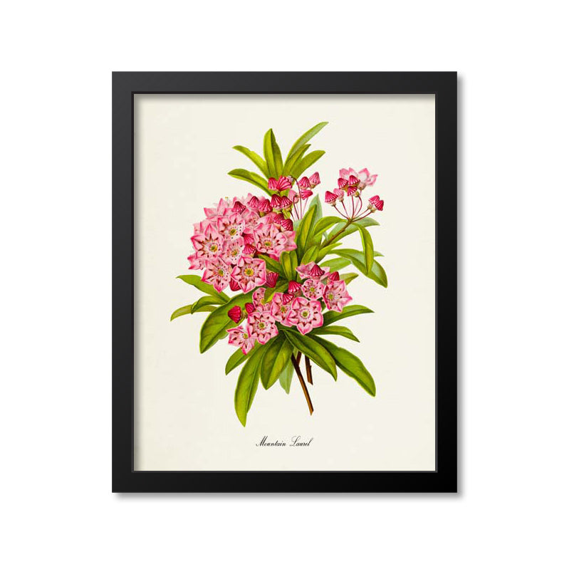 Mountain Laurel Flower Art Print