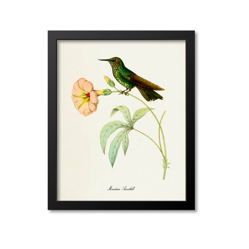 Mountain Avocetbill Hummingbird Print