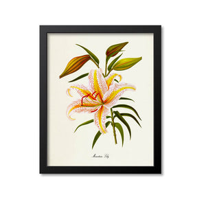 Mountain Lily Flower Art Print