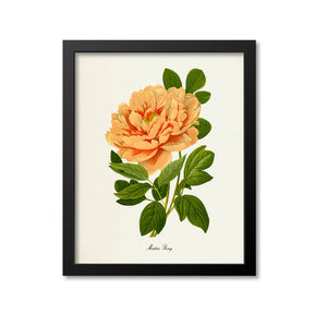 Moutan Peony Flower Art Print, Orange