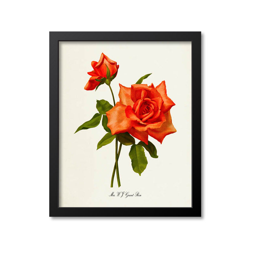 Mrs W J Grant Rose Flower Art Print