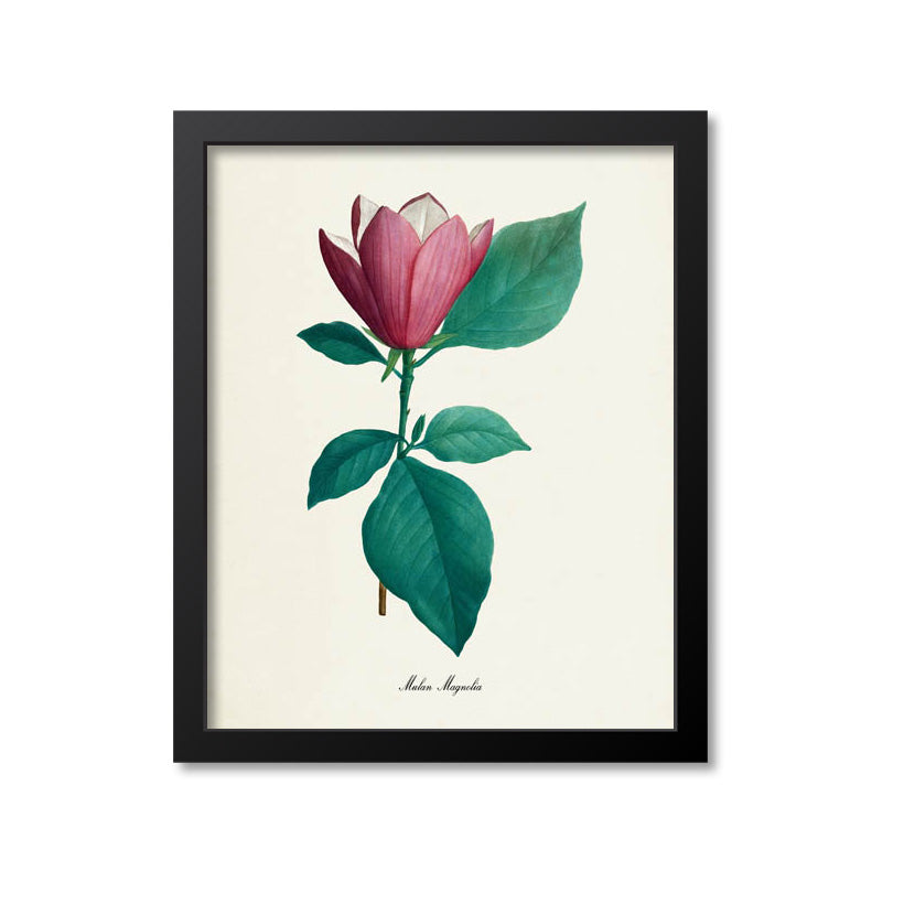 Mulan Magnolia Flower Art Print
