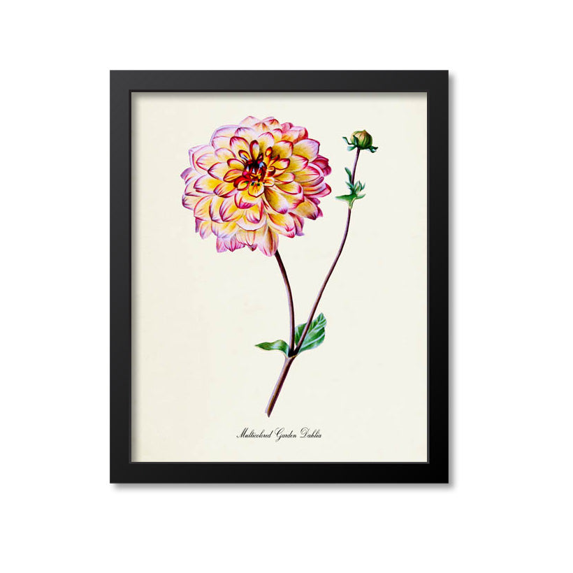 Multicolored Garden Dahlia Flower Art Print