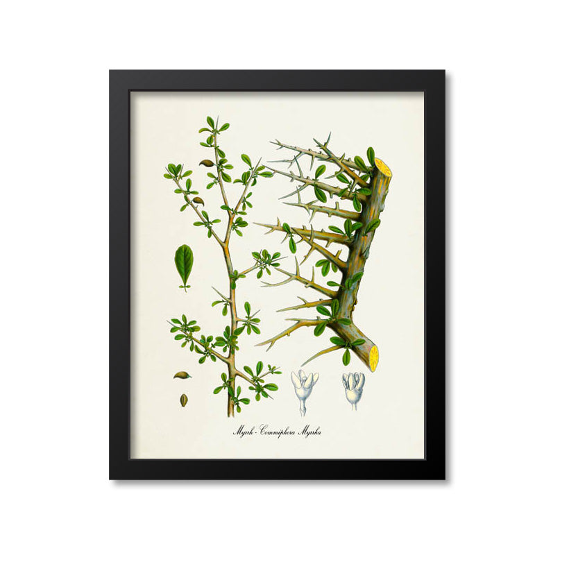 Myrrh Botanical Print