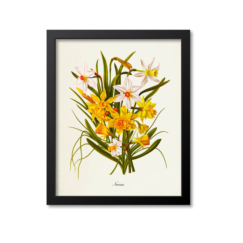Narcissus Daffodil Flower Art Print