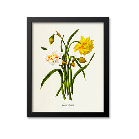 Narcissus Hybrids Daffodil Flower Art Print