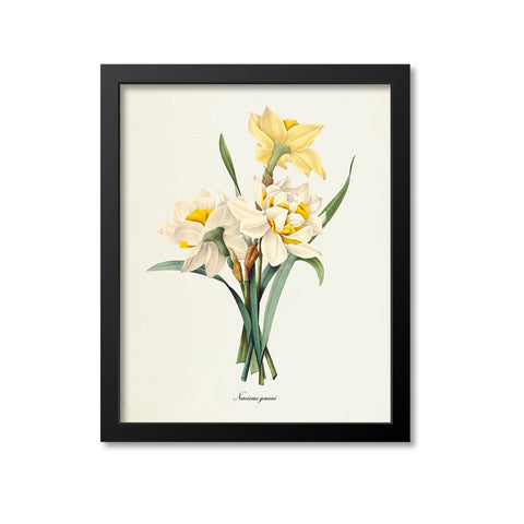 Double Daffodil Flower Art Print