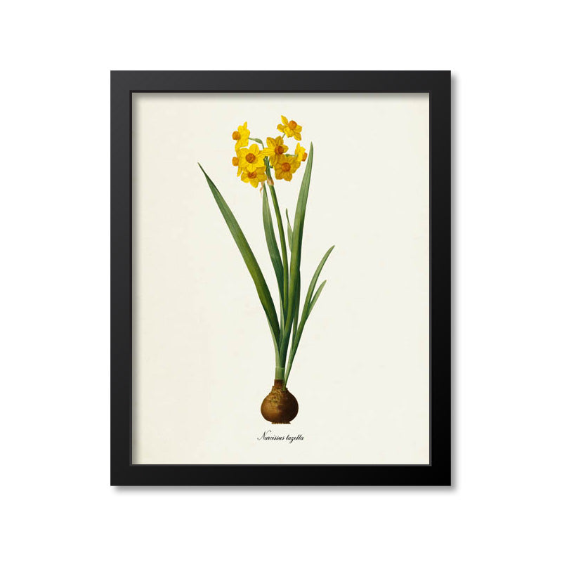 Daffodil Flower Art Print