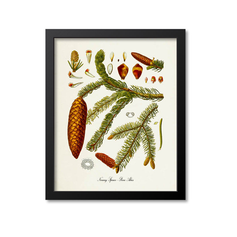 Norway Spruce Botanical Print