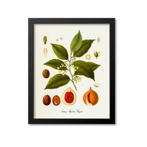 Nutmeg Botanical Print