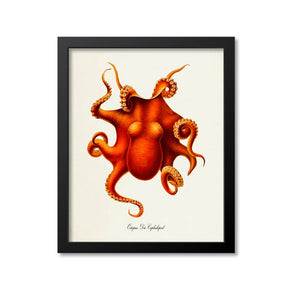 Octopus Die Cephalopod Art Print
