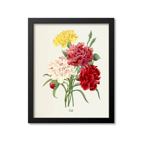 Carnation Flower Art Print