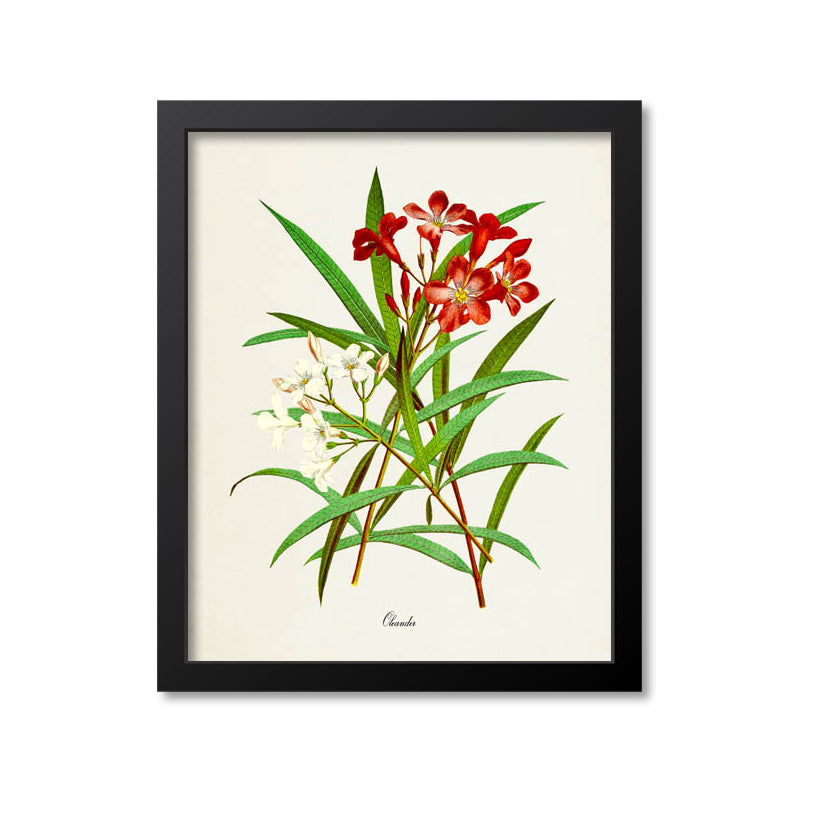 Oleander Flower Art Print