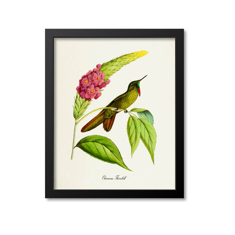 Olivaceous Thornbill Hummingbird Print