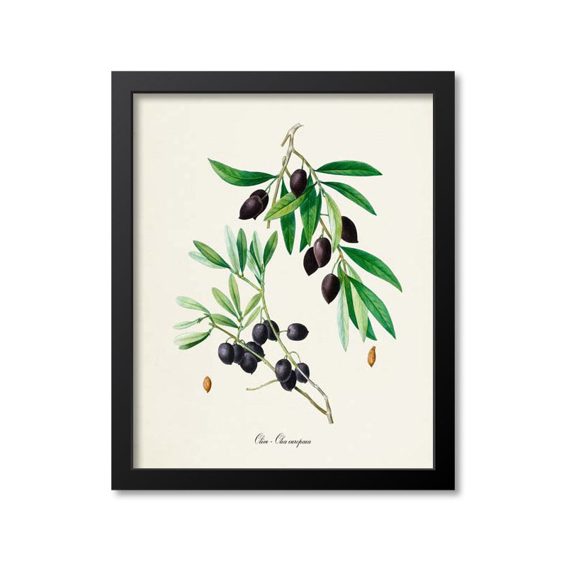 Olive Botanical Print - Olea europaea
