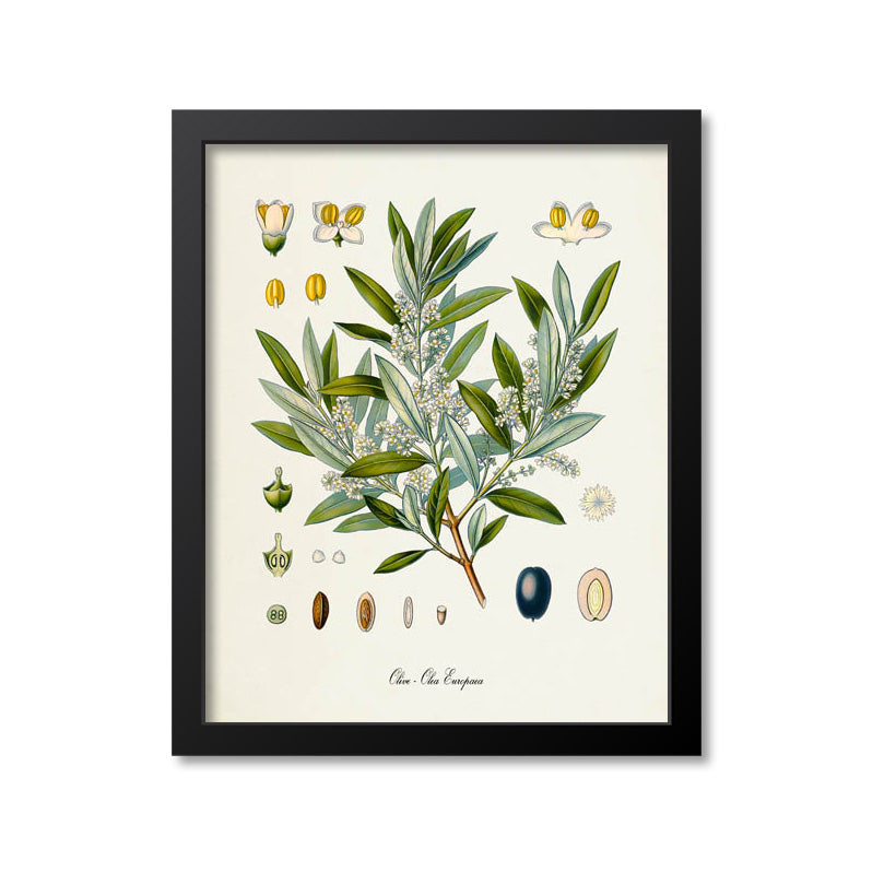 Olive Botanical Print
