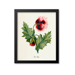 Opium Poppy Flower Art Print