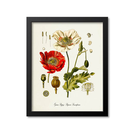 Opium Poppy Botanical Print